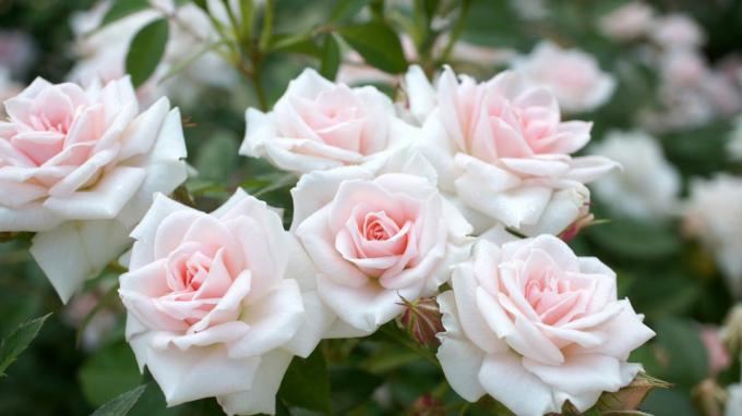 Duftende roser i hagen (foto -desktopwallpapers4.me)