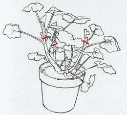 Eksempel beskjæring ung geranium med asienda.ru nettstedet