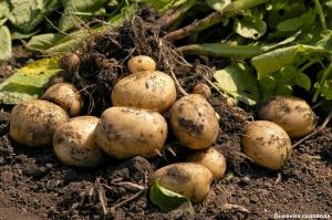 Restore jord etter høsting av poteter
