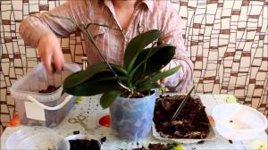 Vellykket transplantasjon Phalaenopsis orkide: 7 trinn