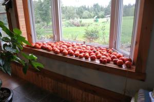 Hell-ka 4 korrekte måter å fremskynde modning tomater i vinduskarmen