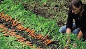 Riktig planting gulrot: effektiv metode for å øke spiringen og høsting