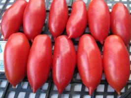 Tomato "Scarlet lys." funksjoner varianter
