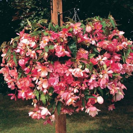 Begonia hang-Downing, slags "Chanson", E762 hybrid (Pink F1)