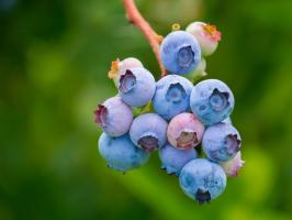 Fremstilles et substrat for blåbær. Steg for steg planting instruksjoner