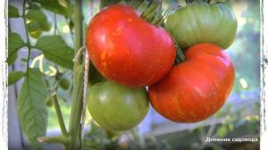 6 av de beste variantene av tomater for drivhuset og åpne feltet