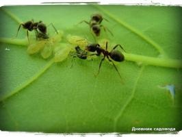 Hvordan kan jeg bli kvitt maur på en dag i landet, på grunn av jod