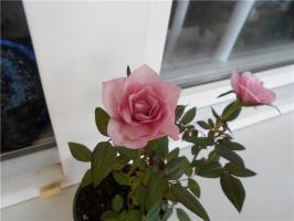 Hvordan lage en rose blomstre hjem. praktiske råd