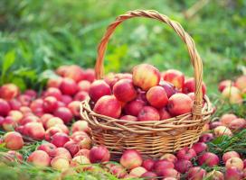 Hvordan holde epler frisk til neste sommer. Komme til unnsetning glyserin