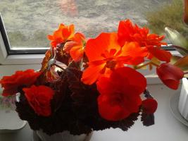 Begonia blomstret: hva du skal gjøre nå?