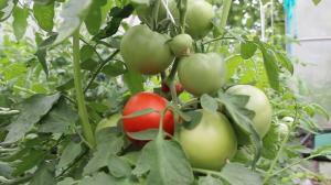 Stell av tomater i august, med kjennskap til saken. Fruiting til det maksimale
