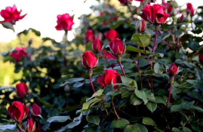 Grow duftende rose er ikke vanskelig, hvis du vet "hva det er." Foto: alena-flowers.ru