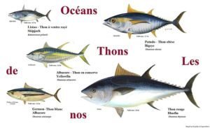 Tuna: nyttige egenskaper, hvordan å lage mat, kan du spise på en diett