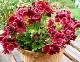 Miracle på vinduskarmen - rozovidnaya geranium. Har omsorg og dyrking