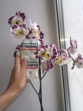 I spray orkideer ravsyre og den blomstrer i 3 avdelinger!