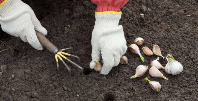 Det er på tide å begynne å plante vinter hvitløk!