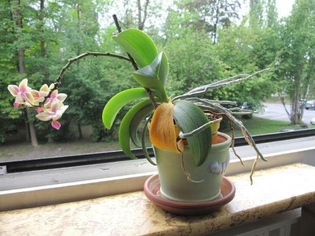 Bildet som skremmer mange eiere av orkideer