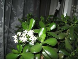 Blomstring Crassula. Opprett ideelle forhold høyre