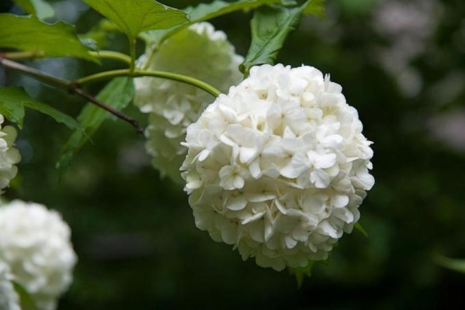 Delikat blomst (consult-up.ru)