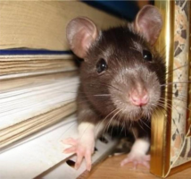 Hvorfor mus og rotter gnage ledninger?