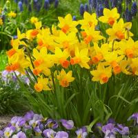 Røff og hyppige feil i omsorgen for påskeliljer i et blomsterbed