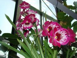 Care orkide Milton hjem