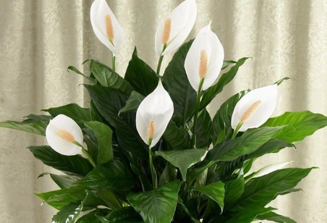 Blooming Spathiphyllum. Dette er et bilde og deretter - fra Internett.