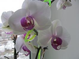 Hvorfor må jeg stupe orkideer, ikke vanning fra en vannkanne