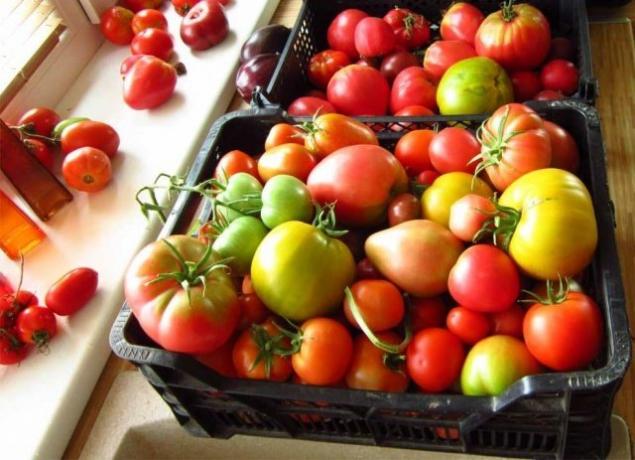 Modne tomater (fermilon.ru)