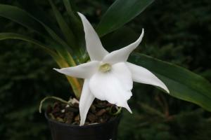 Angraecum - plante samlere. hemmeligheter voksende