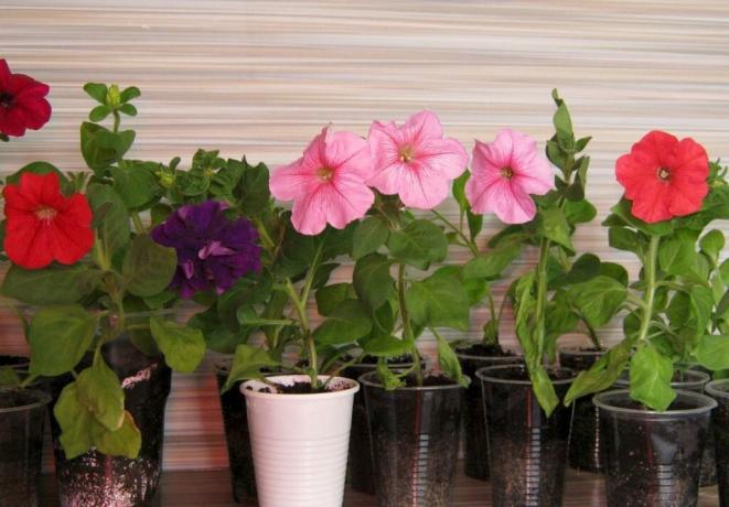 Du ønsker å petunia blomstre så tidlig som mulig? Plant frøplanter i desember!