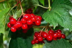Viburnum rød - super sunne bær. Hvordan å håndtere og lagre vinter