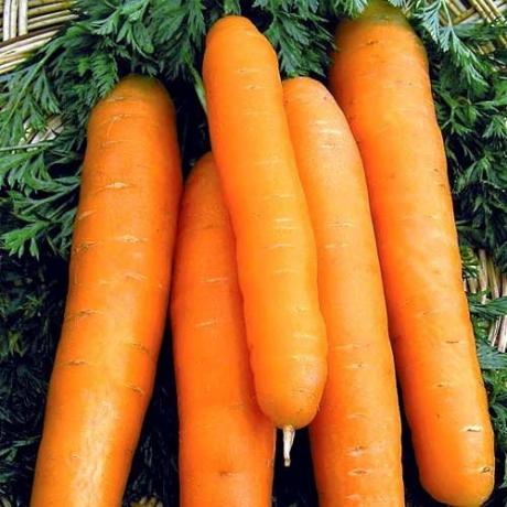 varianter av gulrøtter, "Nantes 4" (abekker.ru)