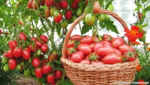 Gjenopprette den jord etter høsting tomater