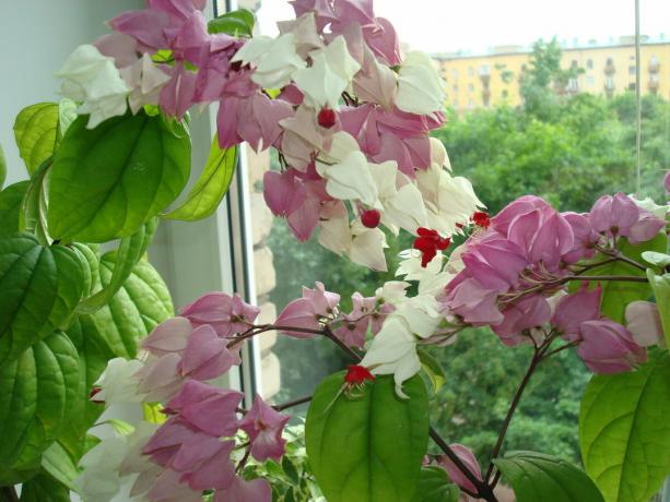 I begynnelsen kan det virke som bildet - 2 eller 3 forskjellige planter. Men dette er en feil: på bildet - en kopi clerodendrum Thompson. Foto: Yandex. bilder