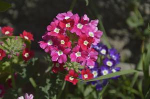 Verbena - vakker blomst med en behagelig duft, som en kan neppe ta vare