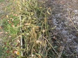 Hvorfor og hvordan å dekke hvitløk i høst