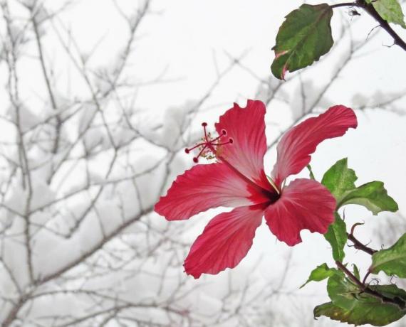 Hibiscus blomst i vinter, når de er i brunst, men da sommeren kan ikke kaste knopper. Illustrasjoner til en artikkel hentet fra Internett