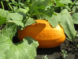 Utvid fruiting av squash til oktober (å gjøre det for andre år)