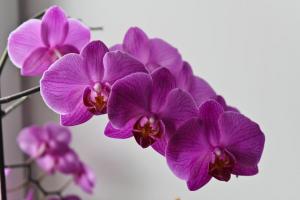Gule blader av en orkidé? Hmm. 💫 hvorfor og hvilke skritt må tas for plantehelse