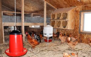 Vinter coop: hvordan å skape optimale forhold for verpehøner