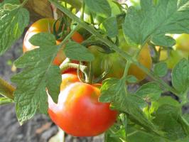 Tomat lidenskap-2. Hva bør tomatene i august