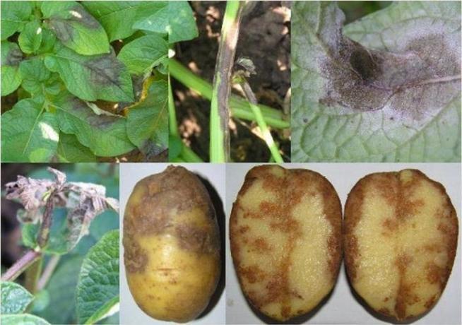 Potet med Phytophthora (Foto fra Internett)