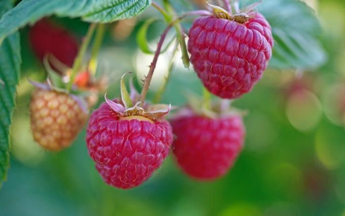 Berry-Raspberry! Vis: 