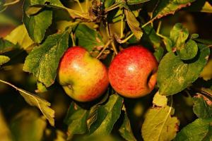 Hvor lett å forplante frukttrær