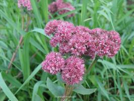 Topp 7 beste stauder "for lat" med vakre blomster