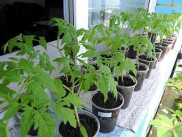 Hvorfor ikke sår tomat frøplanter for tidlig