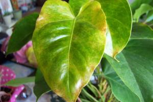 Anthurium blad sykdom. Hvordan du lagrer en vakker plante