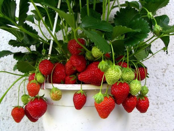 I denne artikkelen vil du finne grunnleggende informasjon, tips og nyanser av jordbær voksende innendørs