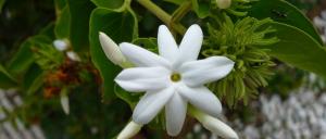 5 viktige tips for voksende Jasmine House